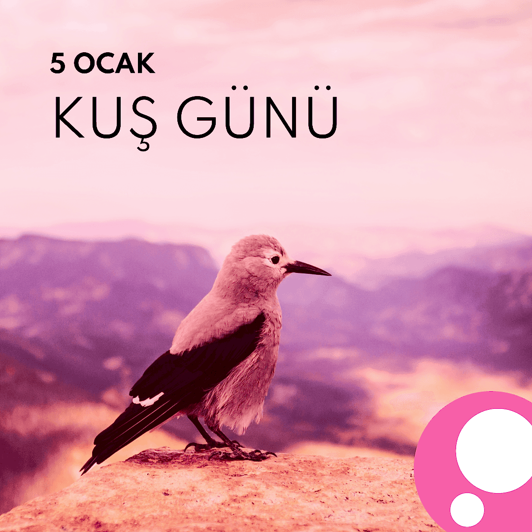 Kuş Günü: Şaşırtıcı Bilgiler